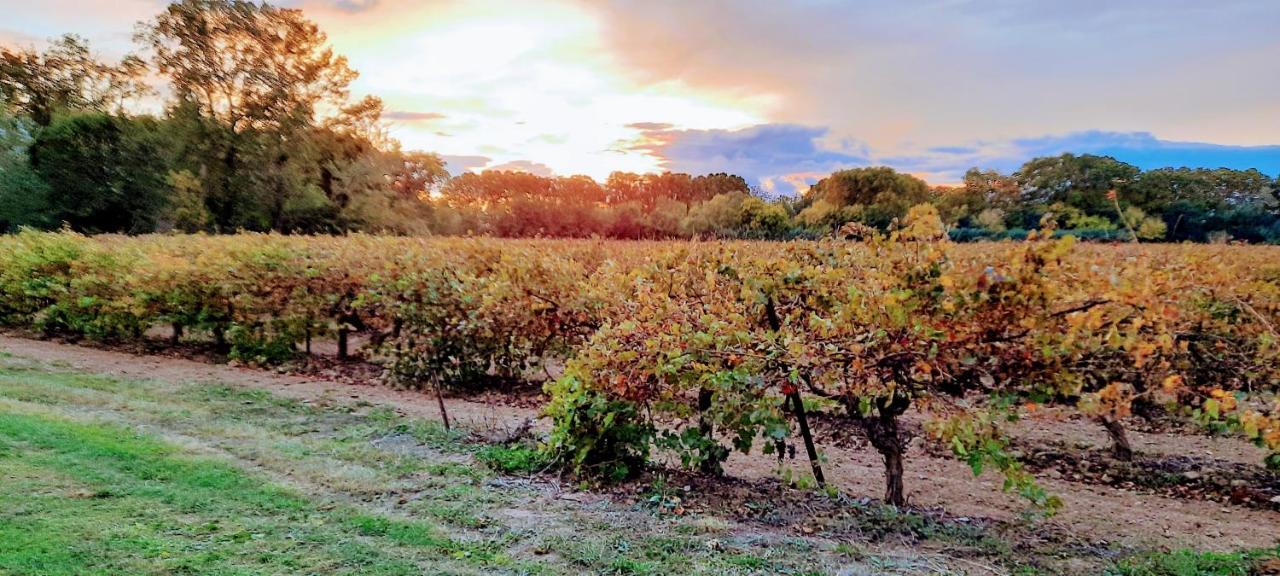 Chateau Rieutort Gites Saint-Pargoire Ngoại thất bức ảnh